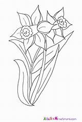 Daffodil Coloring Welsh Colouring Pages Daffodils Davids Clipart Uncategorized Print Library Coloringhome Books sketch template
