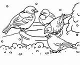 Kleurplaat Vogels Voeren Kleurplaten Vogel Strijen Groep Vergeet Tekeningen Paarden Volwassenen Topkleurplaat Voor Bezoeken Sinterklaas sketch template
