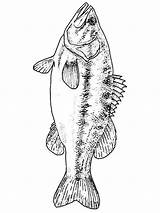 Perch Mycoloring Largemouth sketch template