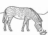 Zebra Coloring Pages Printable Kids Print Color Zebras Animal Sheets Bestcoloringpagesforkids Animals Choose Board sketch template