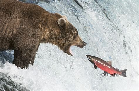 tom walker photography alaska wildlife  nature stock