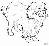 Newfoundland Coloring Dog Pages Printable Super Getcolorings Drawing Visit sketch template