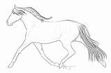 Trot Coloring Comments Pacing Horse sketch template