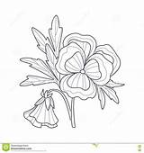 Pansy Flower Drawing Coloring Illustration Monochrome Book Vector Hand Drawn Simple Style Clip Stock Clipart Preview sketch template