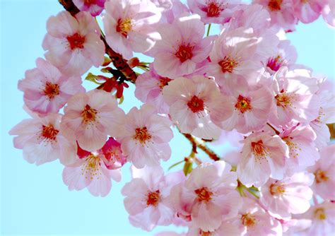 japanese cherry blossoms stock photo freeimagescom