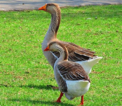 popular domestic geese breeds   predators  poultry guide