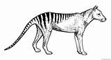 Tasmanian Thylacine Extinct sketch template