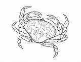 Crabs sketch template