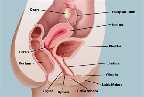 The Vagina And Vulva Female Anatomy Pictures Parts