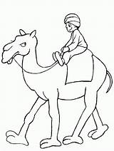 Camel Coloring Color Popular sketch template