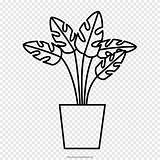 Mewarnai Plante Tanaman Obat Piante Medicinal Plantes Hitam Daun Bawang Lipat Dibandingkan Pflanze sketch template