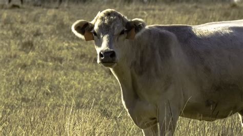 mad cow disease diagnosed in florida beef cow