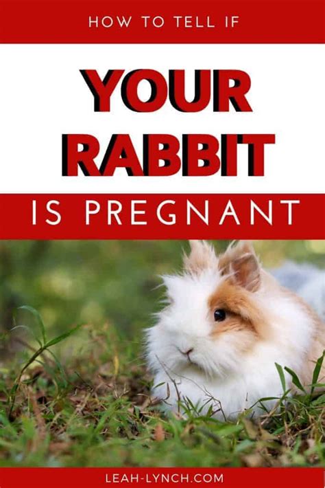 how to tell if your rabbit is pregnant
