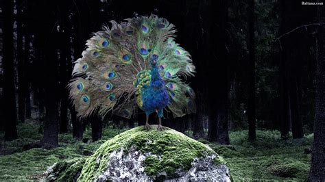 peacock desktop wallpaper 31686 baltana