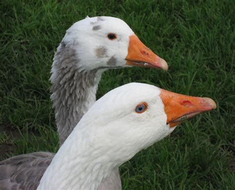 10 popular domestic geese breeds and their predators the poultry guide