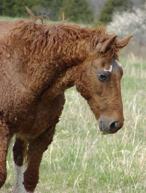 rarest horse breeds   world