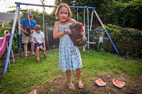 new york city backyards welcome chickens and bees the new york times