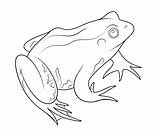 Rana Ausmalbilder Frosch Colorare Disegno Amphibien Ausmalbild Frog Pintar Sapos Malvorlagen Zeichnen Ausdrucken Frösche Pages Frogs sketch template