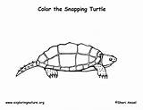 Turtle Coloring Snapping Pages Exploringnature Alligator sketch template