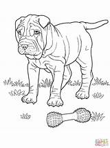 Shar Coloring Pei Pages Dog sketch template