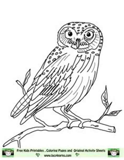 elf owl coloring pages  elf owl pictures animal coloring pages owl