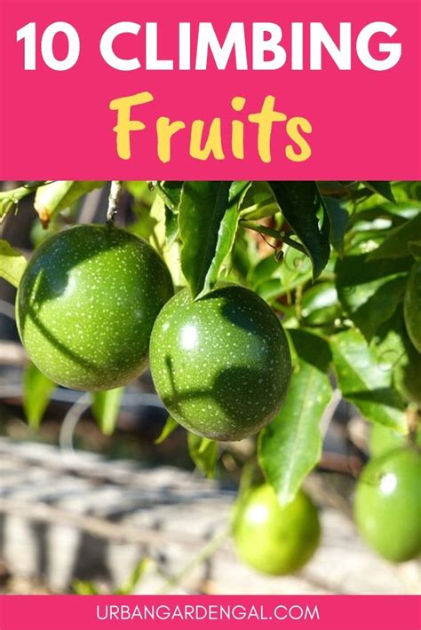 climbing fruits  grow vertically indoor fruit plants fruit