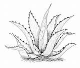 Hyssop Agave sketch template