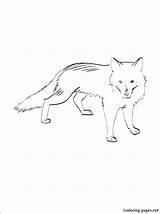 Coloring Antarctica Fox Arctic Pages Polar Getcolorings Foxes Getdrawings Colouring Color sketch template