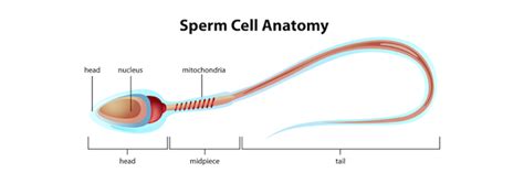 sex cells educational resources k12 learning life science science