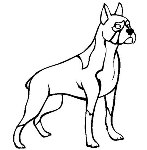 boxer dog standing tall coloring pages  place  color
