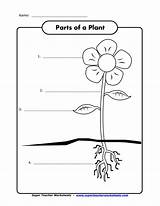 Grade Worksheets Science 1st Plant Parts Worksheet First Teacher Label Plants Printable Kindergarten Super Flower Kids Coloring Pages Preschool Print sketch template