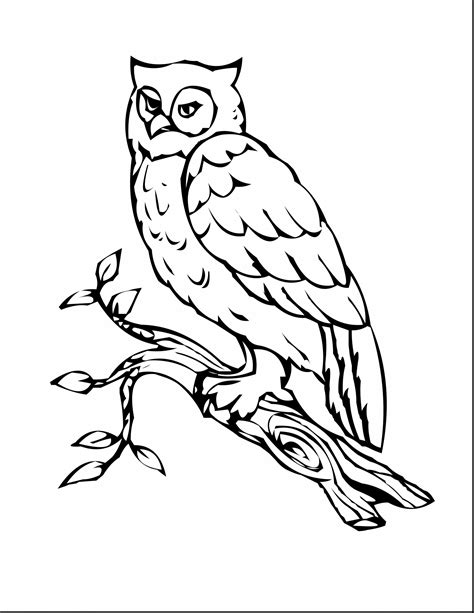 barn owl coloring page  getcoloringscom  printable colorings