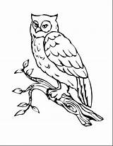 Owl Coloring Pages Printable Template Drawing Horned Kids Great Outline Bird Birds Branch Owls Realistic Templates Colouring Color Print Sheets sketch template