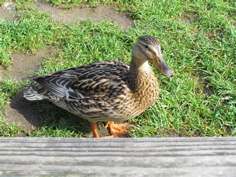 duck holland animal pictures animals picture