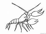 Crayfish Coloring4free sketch template