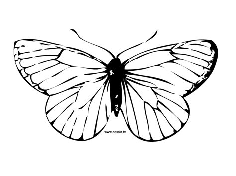 butterfly wings coloring pages sketch coloring page