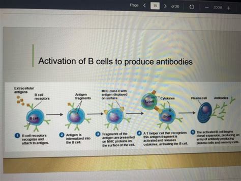 Ch 17 Adaptive Immunity Flashcards Quizlet