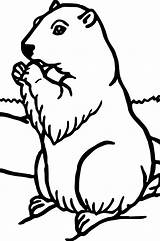 Groundhog Murmeltier Malvorlagen Realistische Tiere Ausmalbilder Printable Bestcoloringpagesforkids Drus Makalenin Kaynağı sketch template