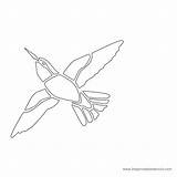 Stencil Pelican Eagles sketch template