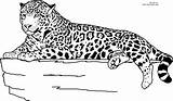 Colouring Tier Ausmalbild Leopard Cheetah Zoo Ausmalbildertv Besuchen Onlycoloringpages sketch template