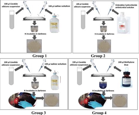 scheme   antifungal activity testing   experimental groups