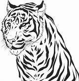 Tigre Stampare Tigri Atuttodonna sketch template