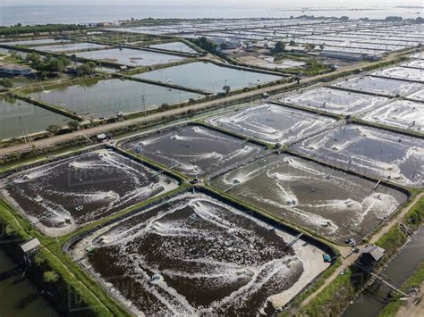aerial view  shrimp farm stock photo dissolve