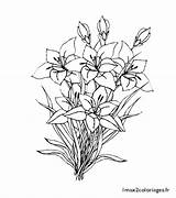 Amaryllis Fleurs Coloriages Coloriage sketch template