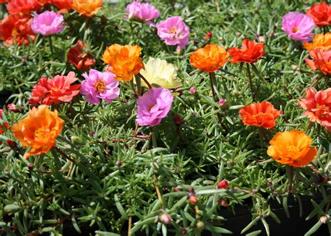 moss rose  summer containers  landscapes mississippi state university extension service