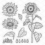 Sunflower Vector Girasol Sketch Girasole Sonnenblume Skizze Vektor Samen Fiore Raccolta Vettoriali Premium Abbozzo Pflanzen Bloo sketch template