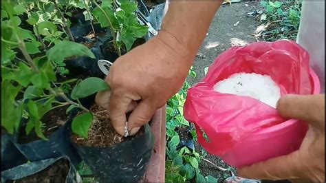 ways   bougainvillea cuttings  grow quickly  lushly youtube