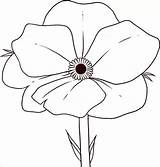 Poppy Drawing Draw Flowers Flower Coloring Step Pages Template Easy Drawings Outline Printable Simple Remembrance Print Clipart Kids Beginner Pdf sketch template