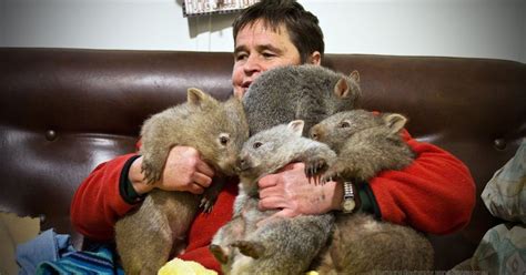 the woman behind the internet famous wombat who waddled