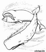 Baleines Orcas Ballenas Orca Whale Sperm sketch template